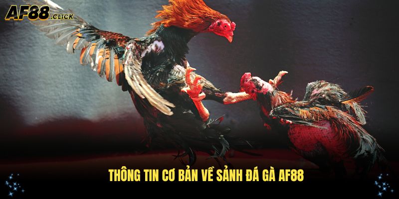 Các thông tin cơ bản về sảnh đá gà AF88 bạn nên biết
